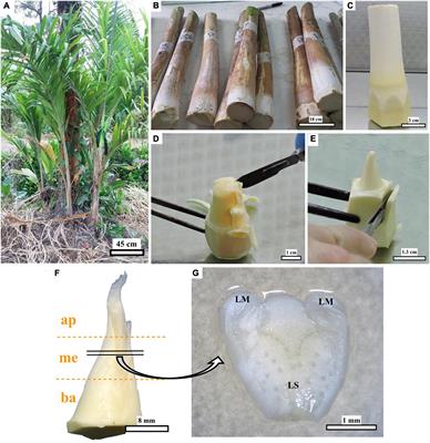 Somatic embryogenesis and plant regeneration from transverse thin cell layers of adult peach palm (Bactris gasipaes) lateral offshoots